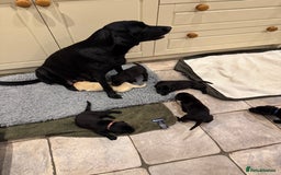Labrador Retriever dogs for sale: KC Registered Health Tested Working Labs - Image 12