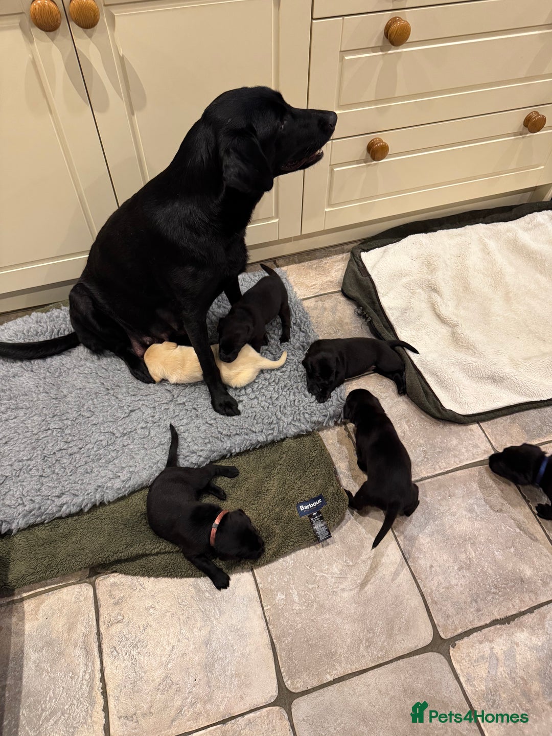 Labrador Retriever dogs for sale: KC Registered Health Tested Working Labs - Image 12