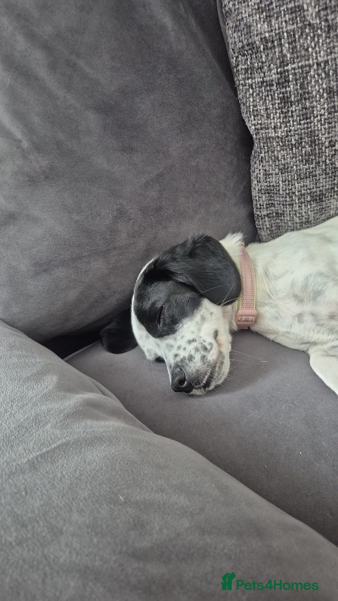 Mixed Breed dogs for sale: Mixed breed 1 year and 4 months old - Image 1