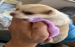 Chihuahua dogs for sale: Stunning Chocolate and white Smooth haired pups - Image 3