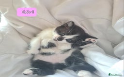 Mixed Breed cats for sale: Cute kittens for sale  - Image 4