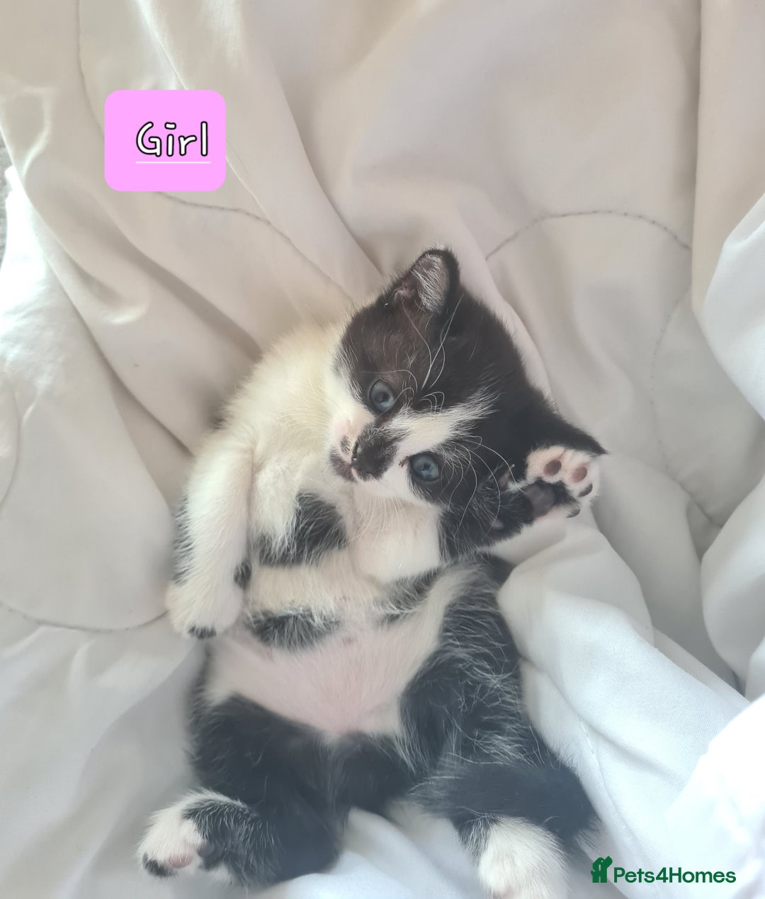 Mixed Breed cats for sale: Cute kittens for sale  - Image 4