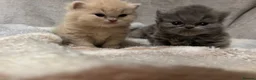 Exotic cats for sale: Stunning exotic and Persians  - Advert 10
