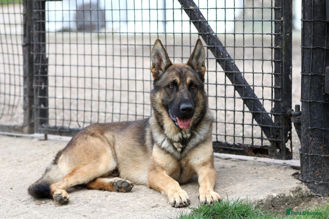 German Shepherd dogs for sale: BEAUTIFUL ALERT PUPS - Advert 4