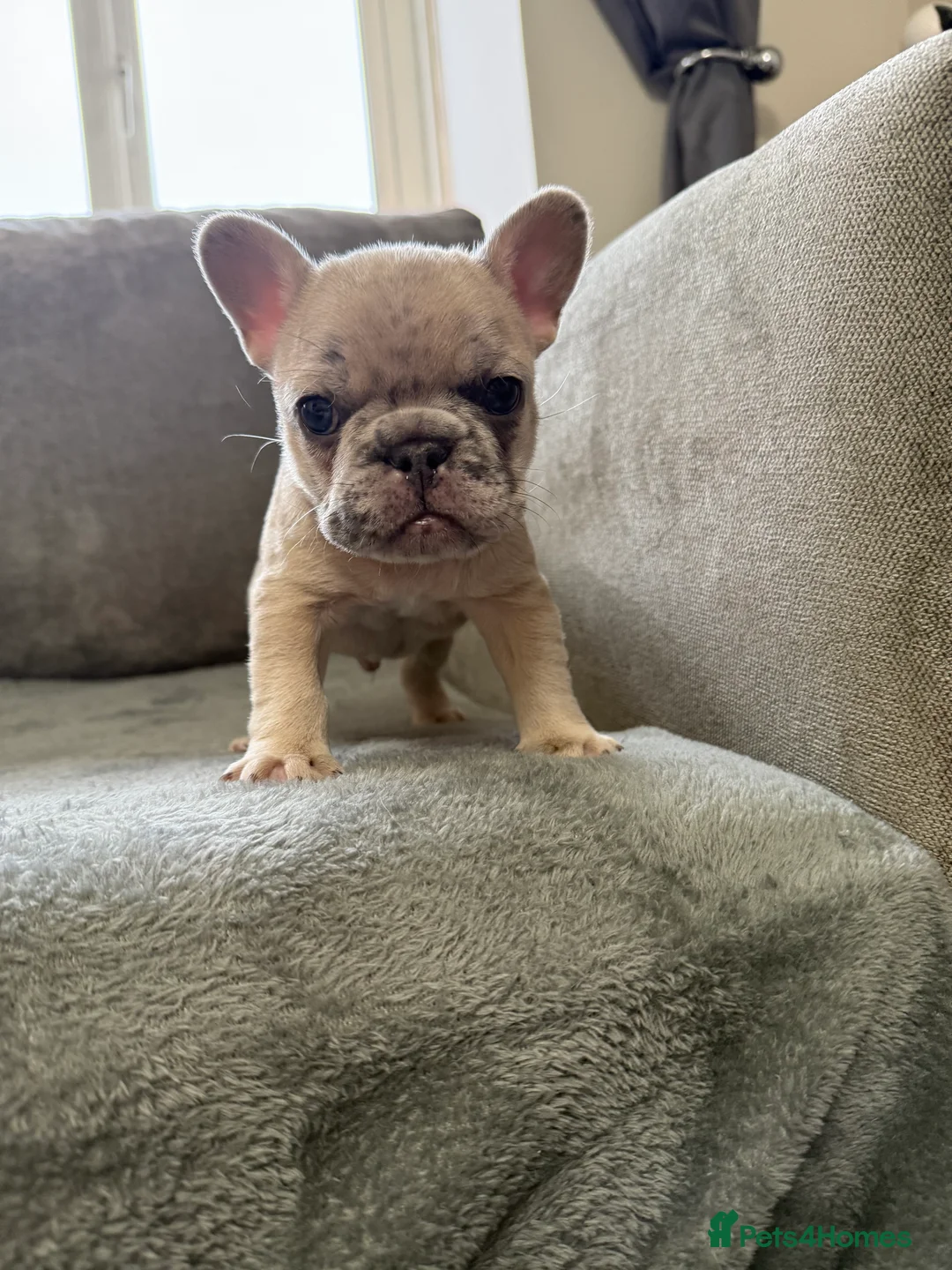 French Bulldog dogs for sale: French bulldogs  - Advert 21