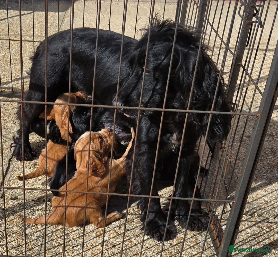 Cocker Spaniel dogs for sale: Outstanding cocker spaniel pups - Image 14