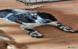 Cocker Spaniel dogs for sale: Show cocker pups - Image 4