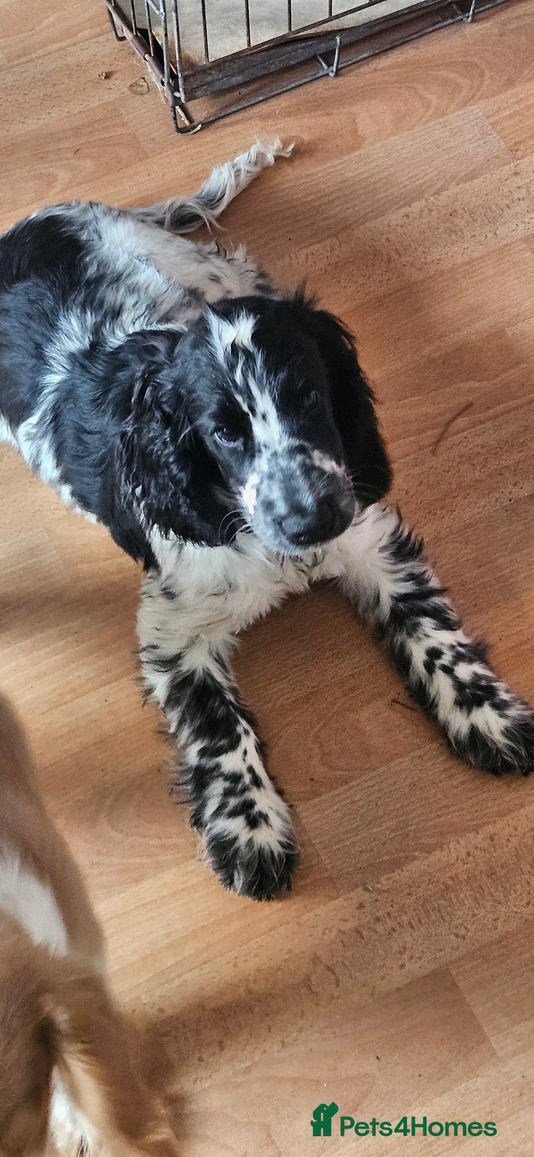 Cocker Spaniel dogs for sale: Show cocker pups - Image 4