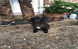 Mixed Breed dogs for sale: Bedlington whippet Italian grayhound x  - Advert 18