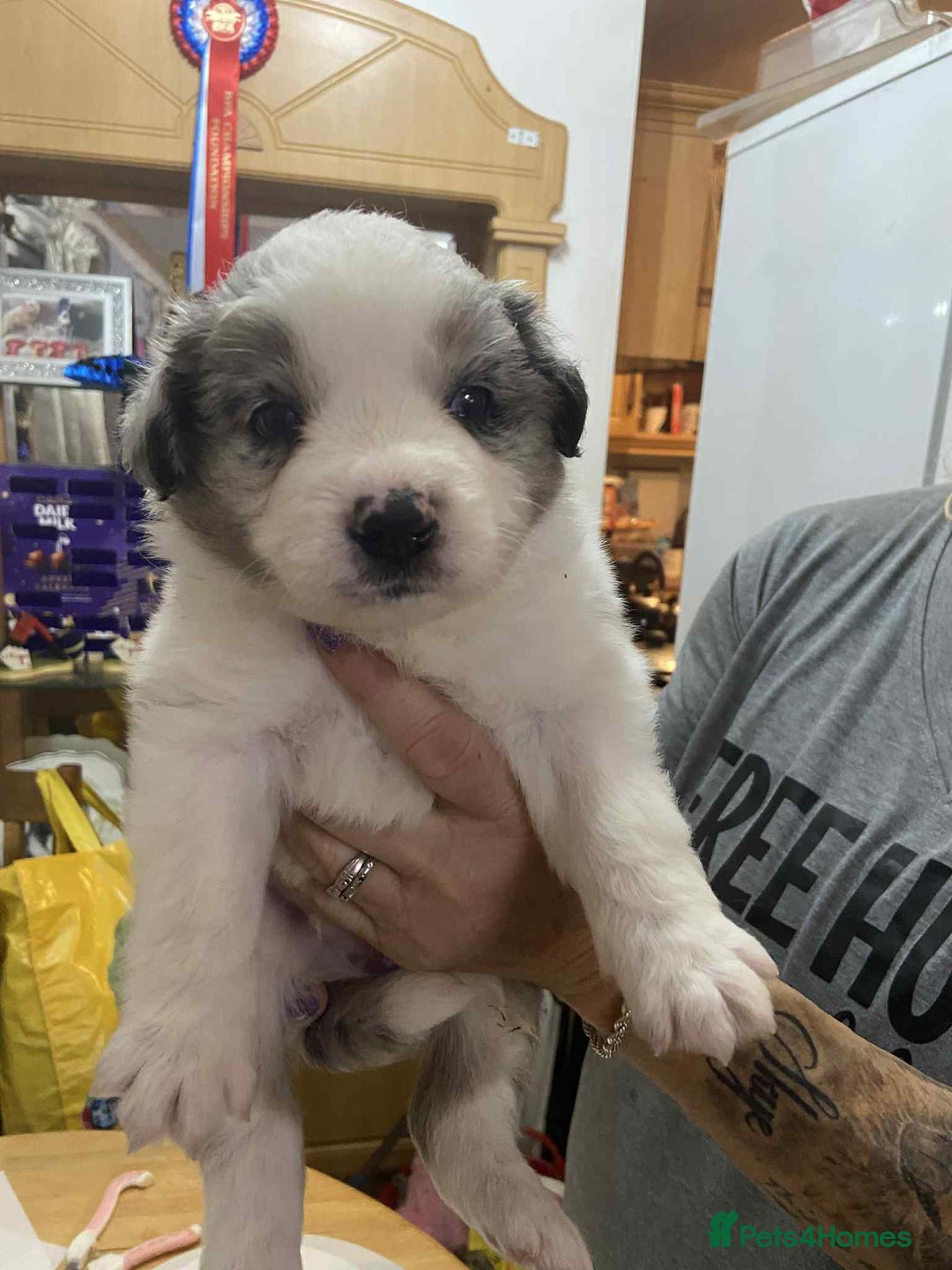 Border Collie dogs for sale: Border collie Traditional  long haired - Advert 4