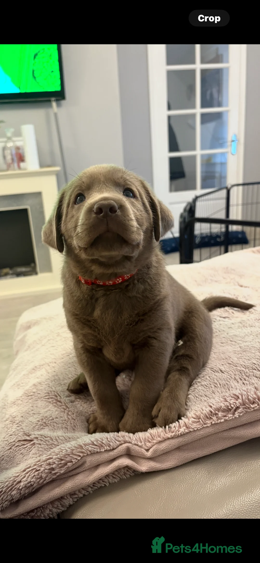 Labrador Retriever dogs for sale: KC silver Labrador (last girl remaining) orange  - Advert 1