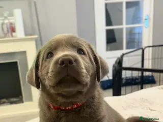 Labrador Retriever dogs KC silver Labrador (last girl remaining) orange - Advert 15