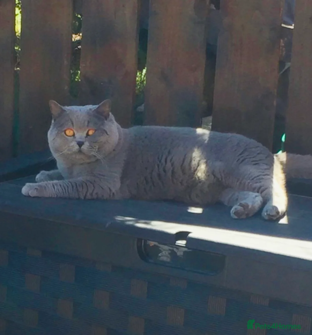 British Shorthair cats for stud: 💙 Blue Fawn Cinnamon STUD EAST MIDLANDS 💙 in Derby - Advert 8