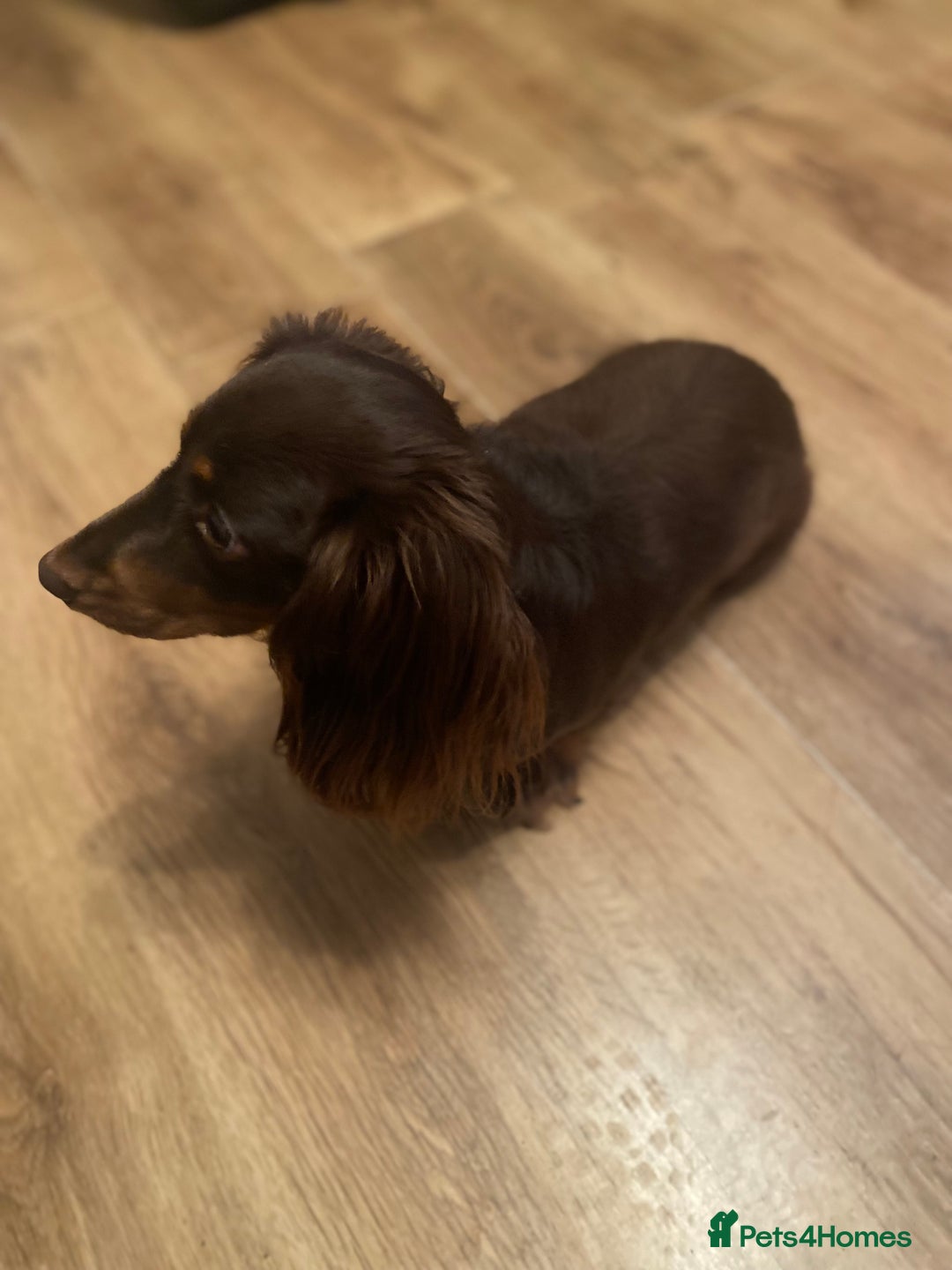Miniature Dachshund dogs for sale: Isabella and tan long haired miniature dachshund  - Advert 3