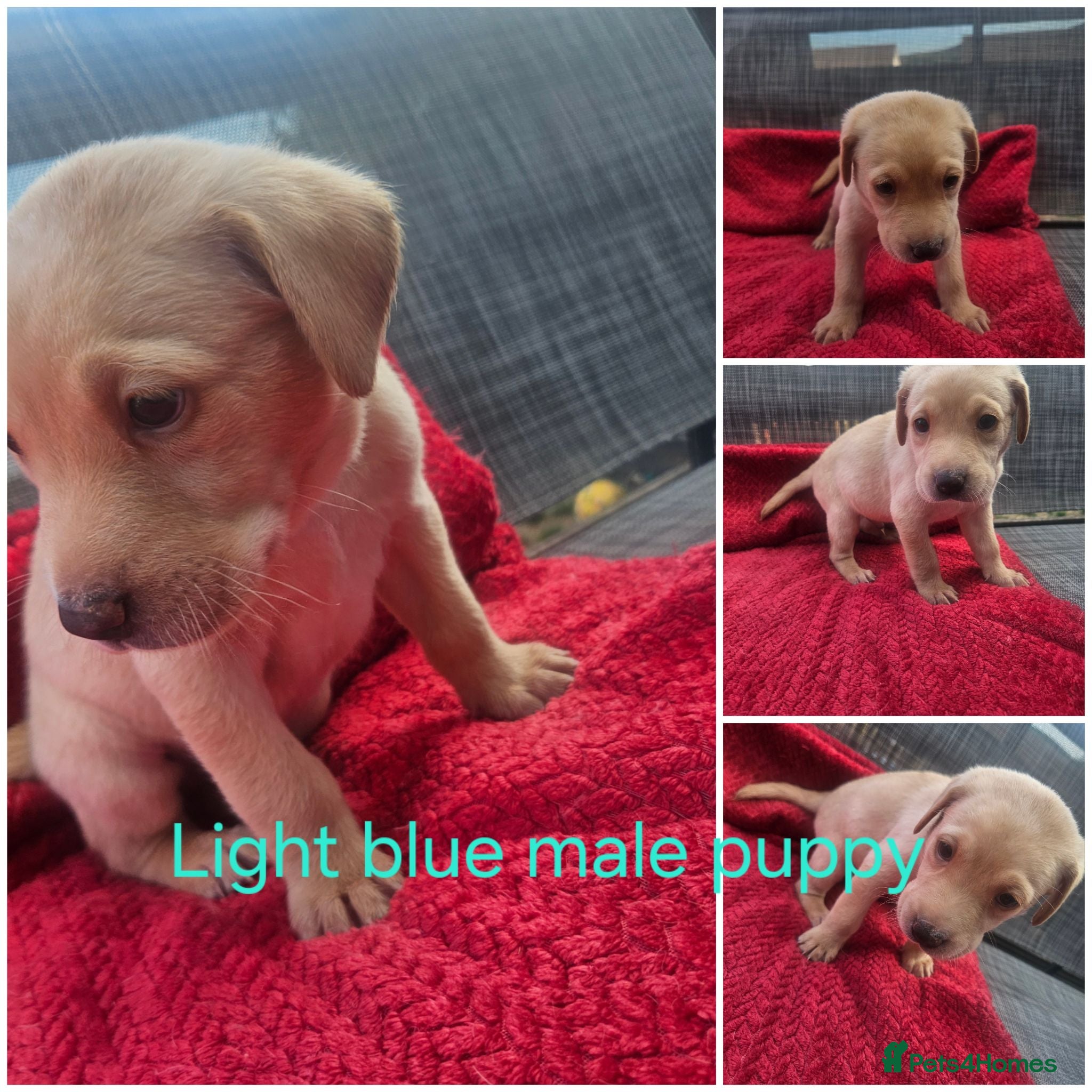 Labrador Retriever dogs 🐾 KC Registered Labrador Puppies – Red/Yellow 🐾 - Advert 2