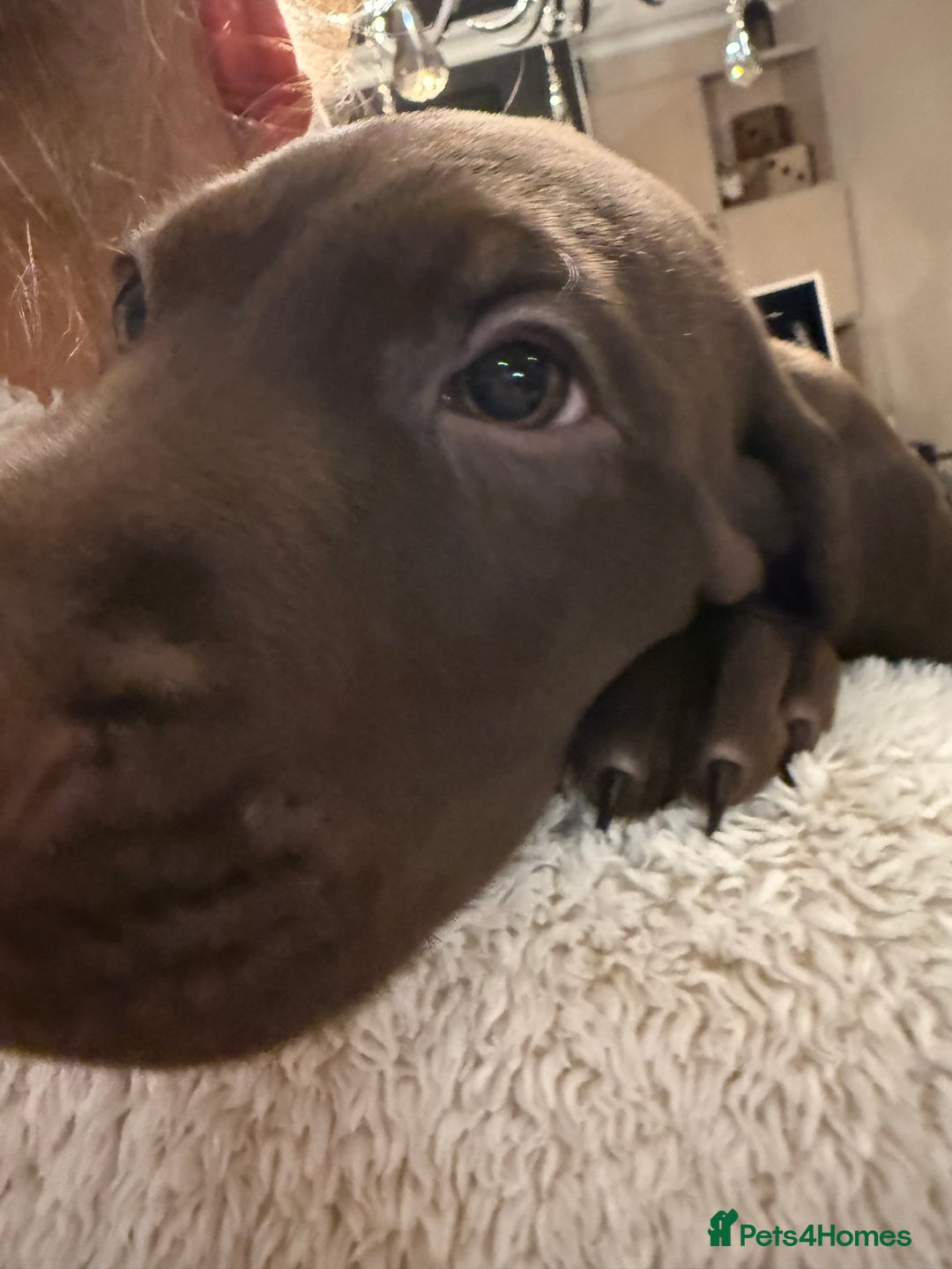 Mixed Breed dogs for sale: Well reared Quality puppies - Advert 24