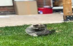 Pomeranian dogs for sale: Pomeranian puppies 🐶  - Image 9