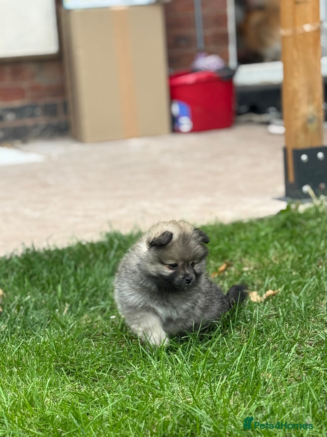Pomeranian dogs for sale: Pomeranian puppies 🐶  - Image 9