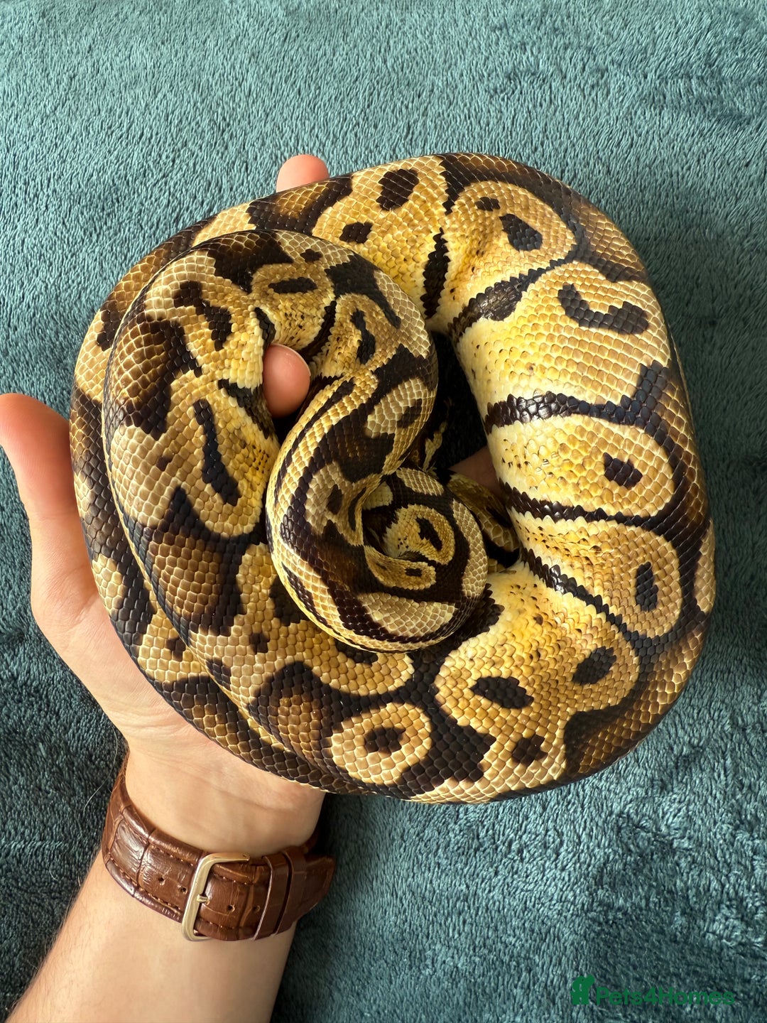 Python Snake reptiles for sale: Royal Python in Darwen - Image 3