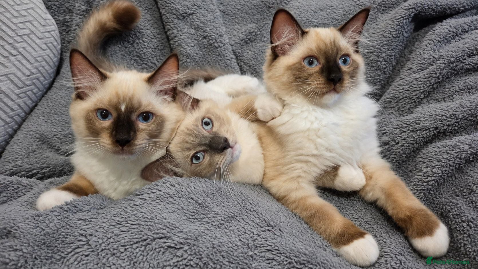 Ragdoll cats 3 Fluffy boys left  - Advert 7