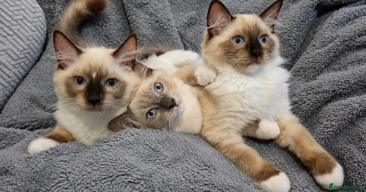 Kittens For Sale In Luton Pets4Homes kittens-for-sale-in-luton-pets4homes