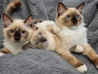 Ragdoll cats 3 Fluffy boys left - Advert 7