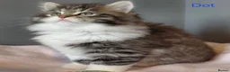 Siberian cats for sale: GCCF pedigree Siberian Tabby kittens - Advert 2