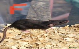 Rat rodents for sale: Friendly dumbo rats for sale  - Image 11