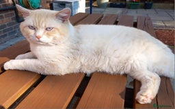 British Shorthair cats for sale: Pedigree GCCF Boy British Shorthair Colourpoint - Image 2