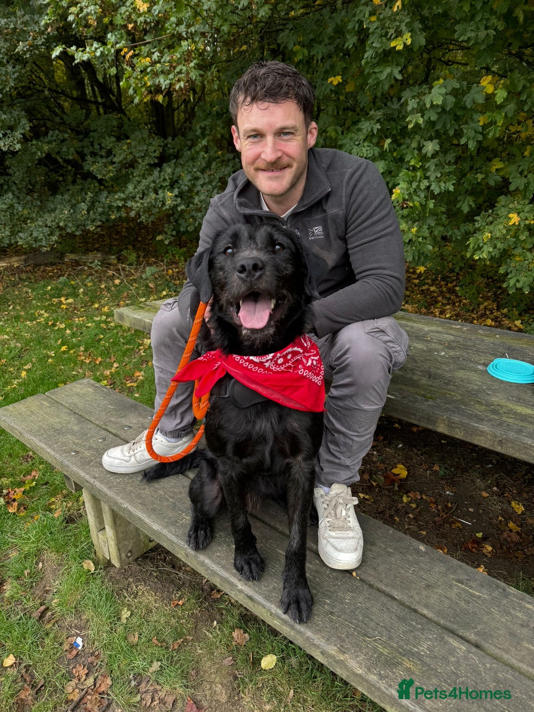 Mixed Breed dogs for adoption: 💙SCOUT- 16 month Lab cross fading in kennels💙 - Advert 1