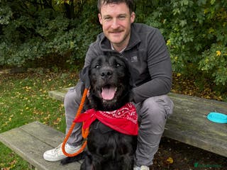 Mixed Breed dogs 💙SCOUT- 16 month Lab cross fading in kennels💙 - Advert 2