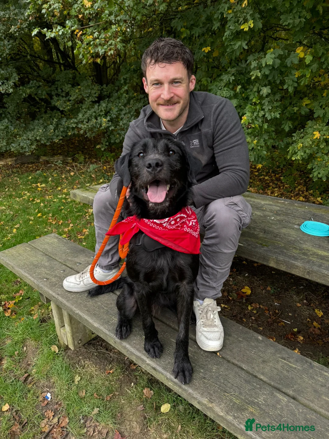 Mixed Breed dogs for adoption: 💙SCOUT- 16 month Lab cross fading in kennels💙 - Advert 1