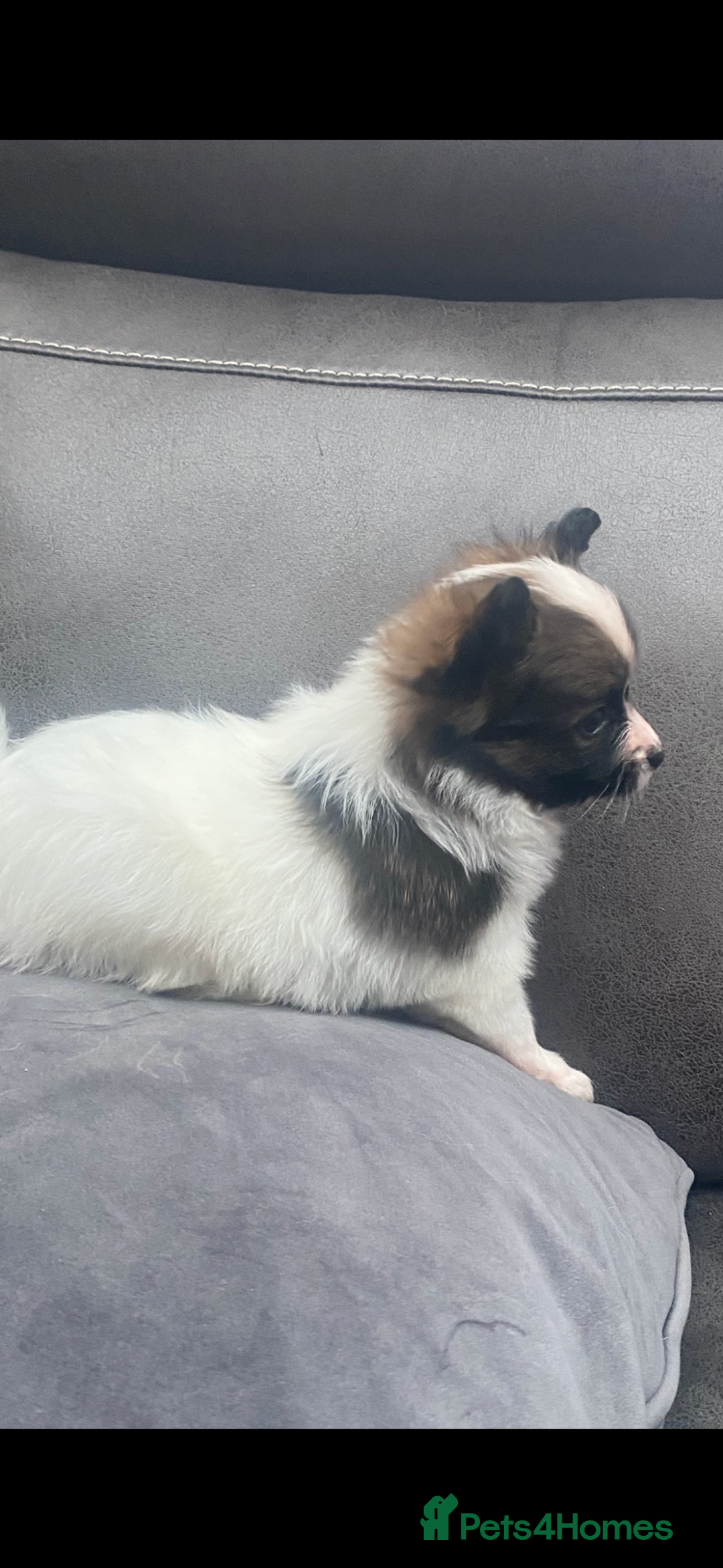 Papillon dogs for sale: Beautiful papillon girls - Advert 4