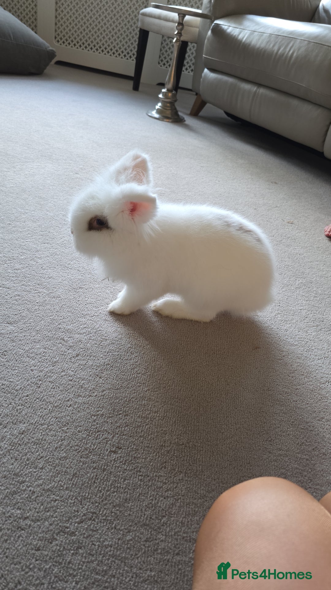 Lionhead rabbits for sale: Friendly male rabbit 😍 perfect for  **   - Advert 2