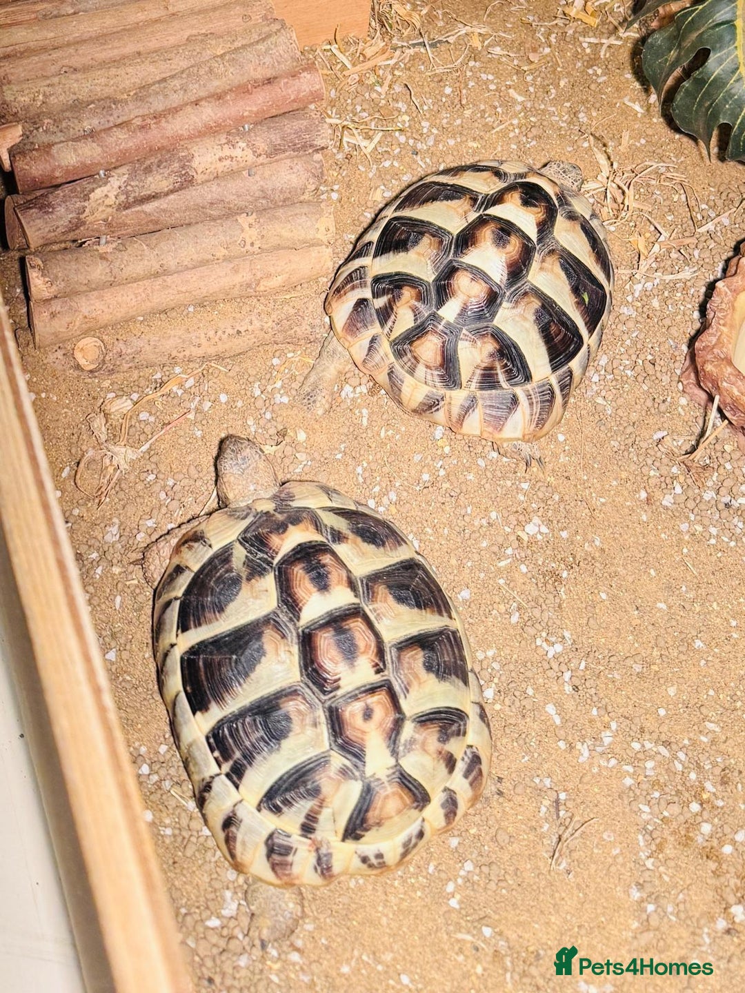 Hermann Tortoise reptiles for sale: 2 Herman Tortoises for sale  - Advert 10