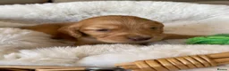 Cocker Spaniel dogs for sale: Beautiful working Cocker Spaniel puppies  in Royston - Advert 32