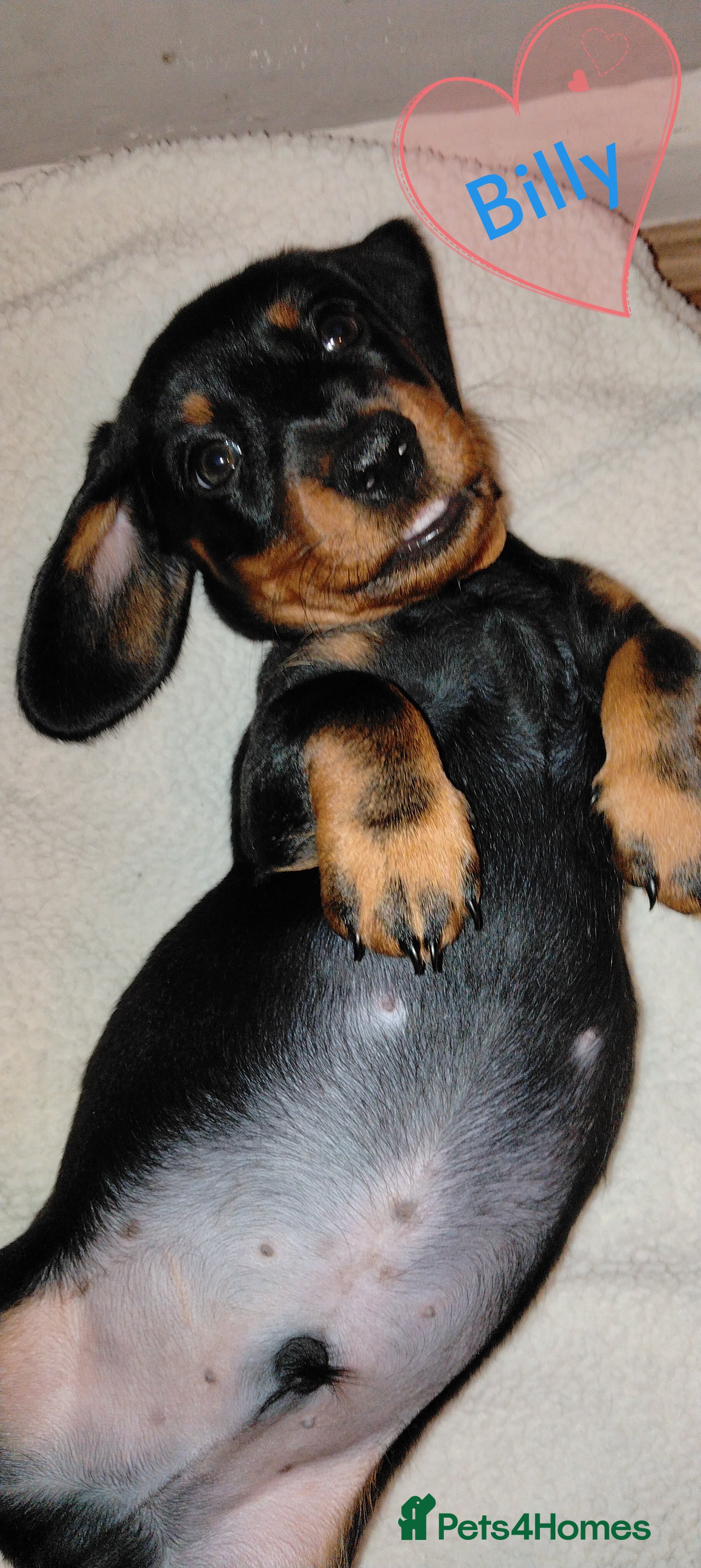 Dachshund dogs Miniature Dachshund Puppies  - Advert 15