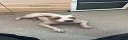 Mixed Breed dogs for sale: Staffy cross American Bully- Skye in Warminster - Advert 6