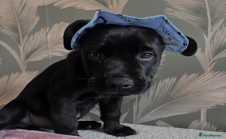 Mixed Breed dogs - Advert 16