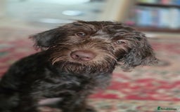 Labradoodle dogs for sale: Labradoodle female - Image 2
