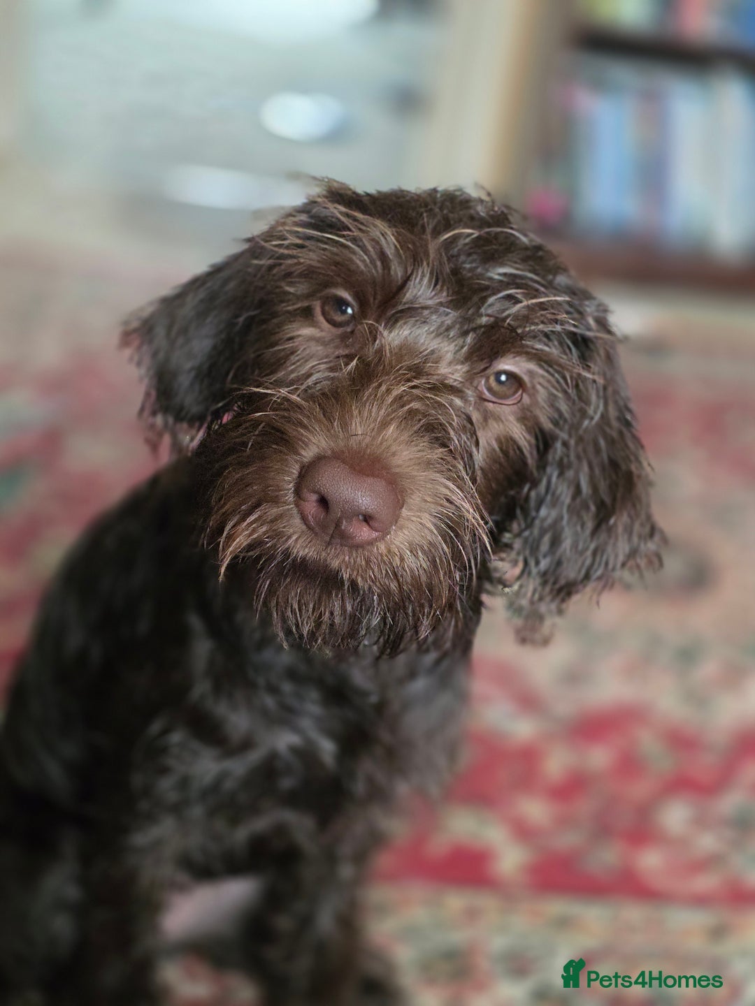 Labradoodle dogs for sale: Labradoodle female - Image 2