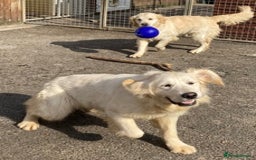 Golden Retriever dogs for sale: Gorgeous Girl looking for her 5 Star Retirement - Image 12