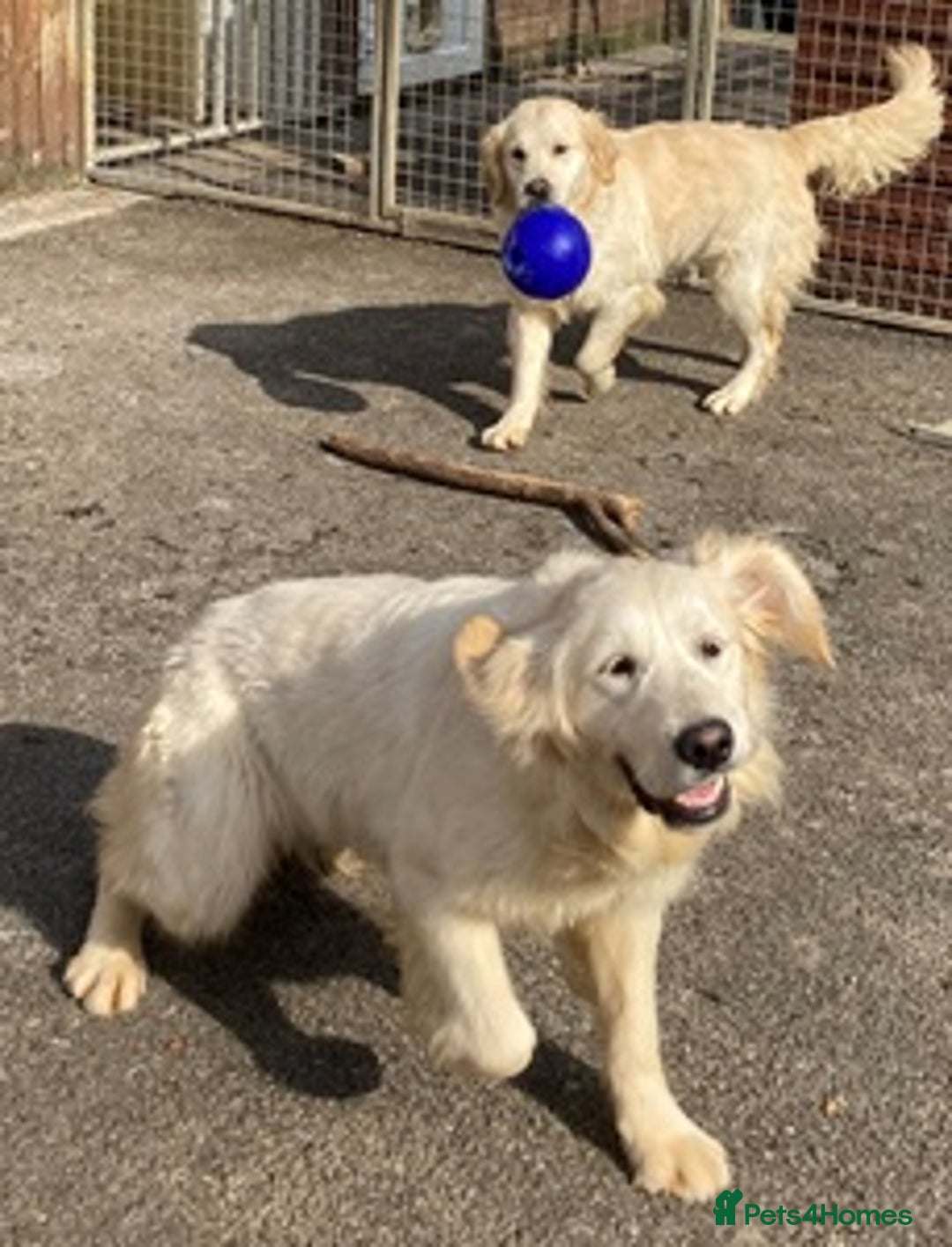 Golden Retriever dogs for sale: Gorgeous Girl looking for her 5 Star Retirement - Image 12