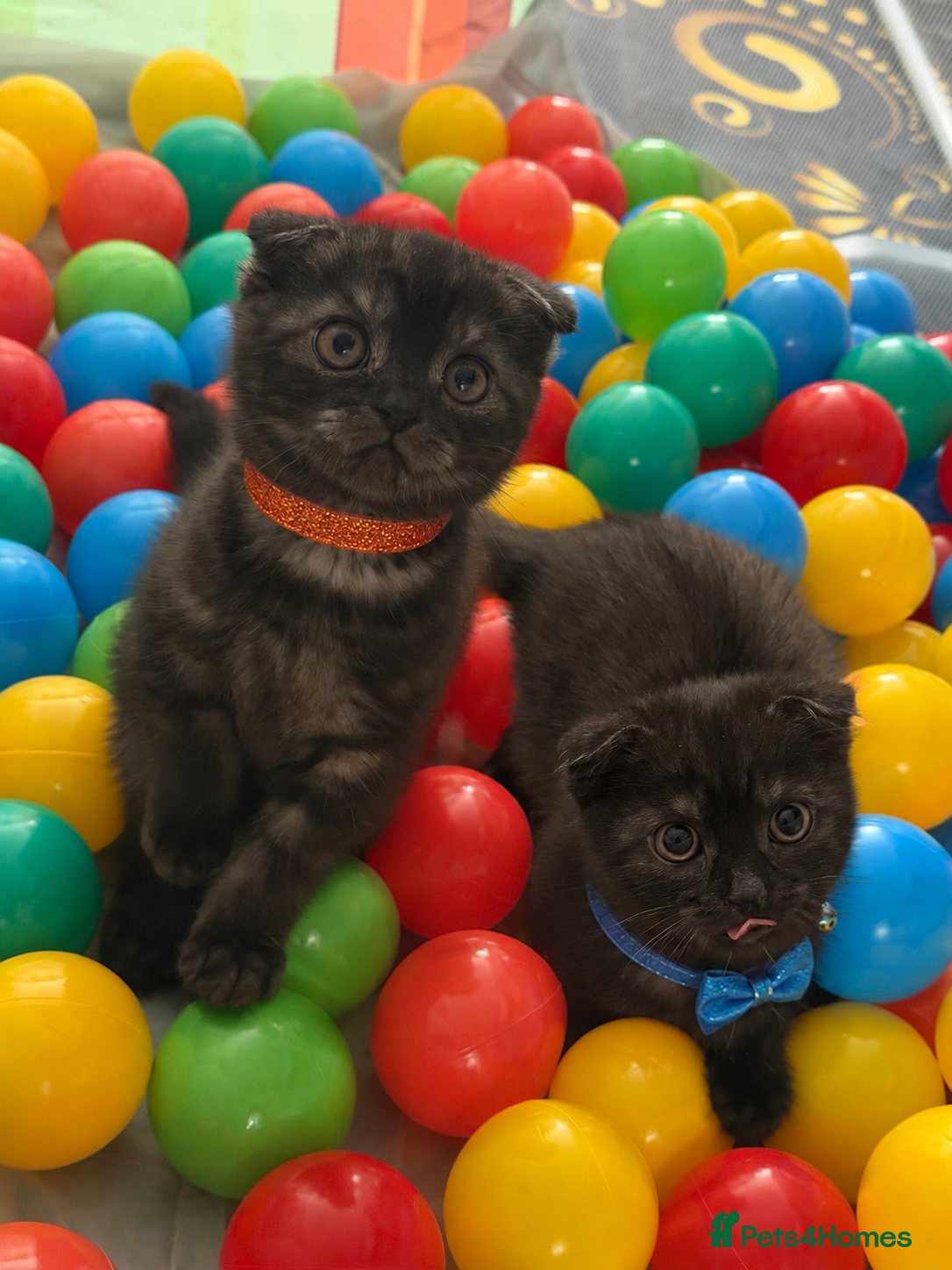 Mixed Breed cats BritishShortHair&ScottishFold Kittens - Advert 7