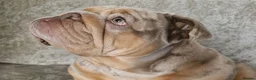 English Bulldog dogs for sale: 2 year old Female - Advert 3
