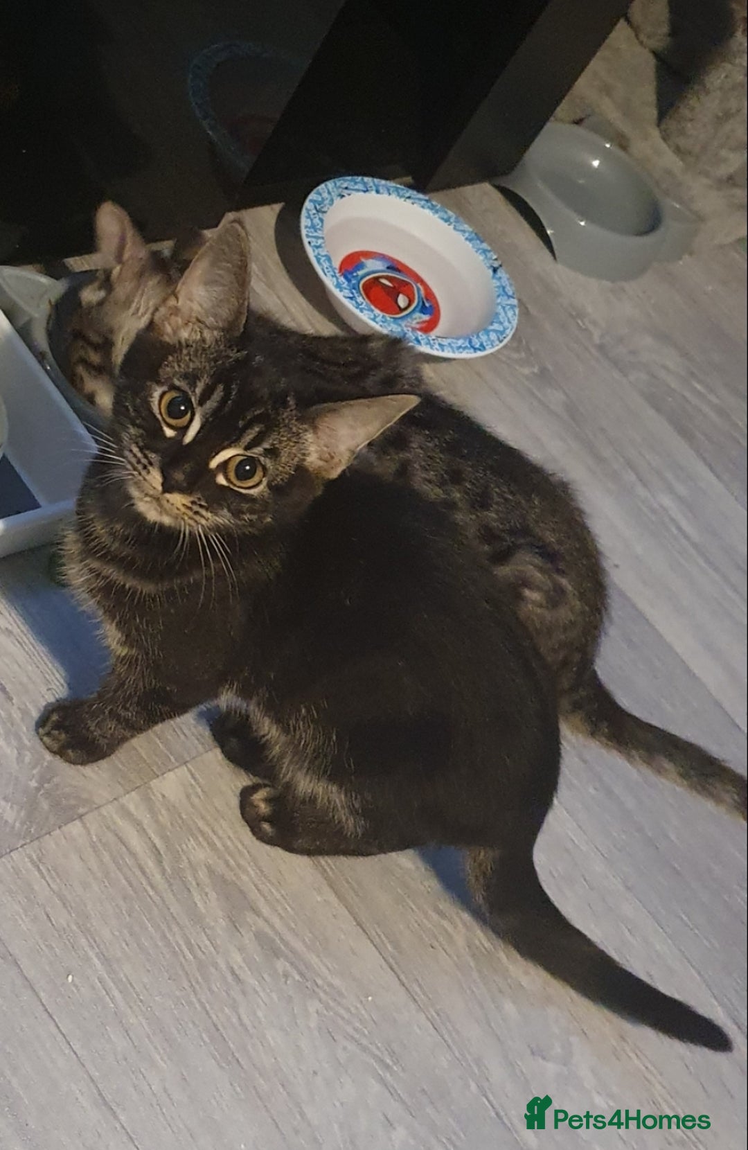 Bengal cats for sale: BROTHER & SISTER BENGAL NORWEGIAN FOREST CAT MIXED - Advert 4