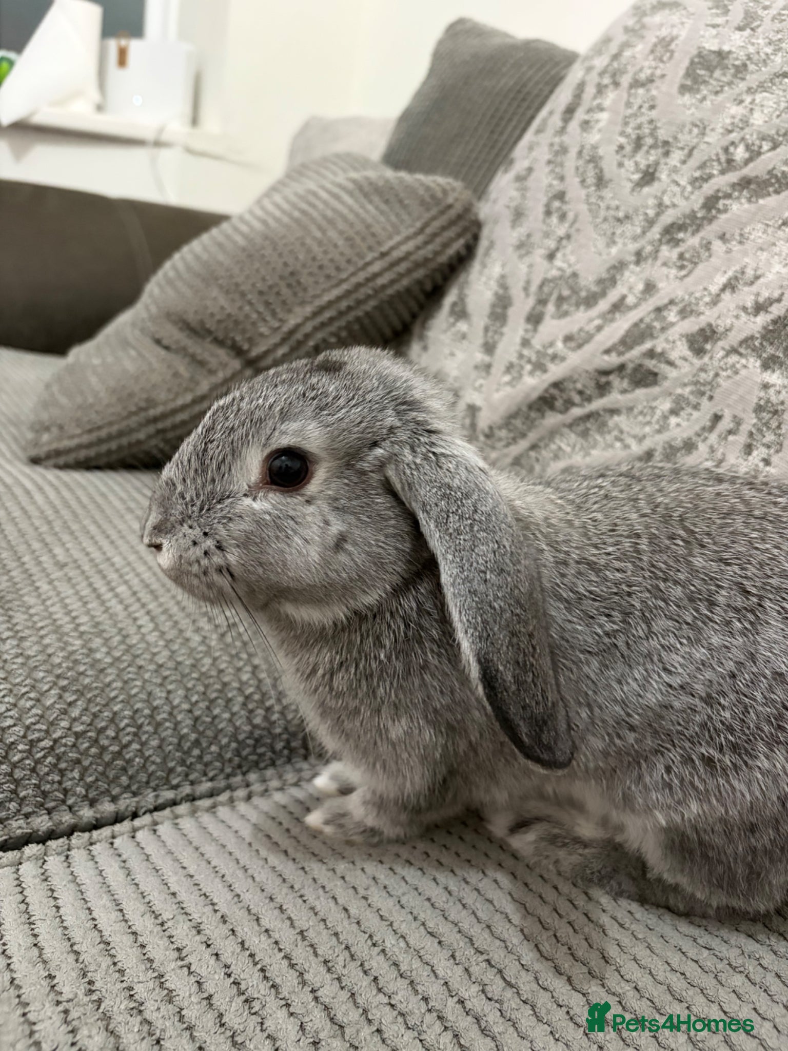 English Lop rabbits Holland Lop for Sale - Advert 1