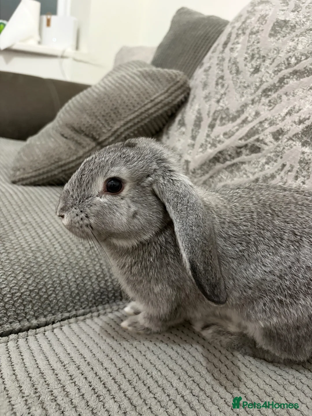 English Lop rabbits for sale: Holland Lop for Sale - Advert 1