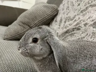 English Lop rabbits Holland Lop for Sale - Advert 1