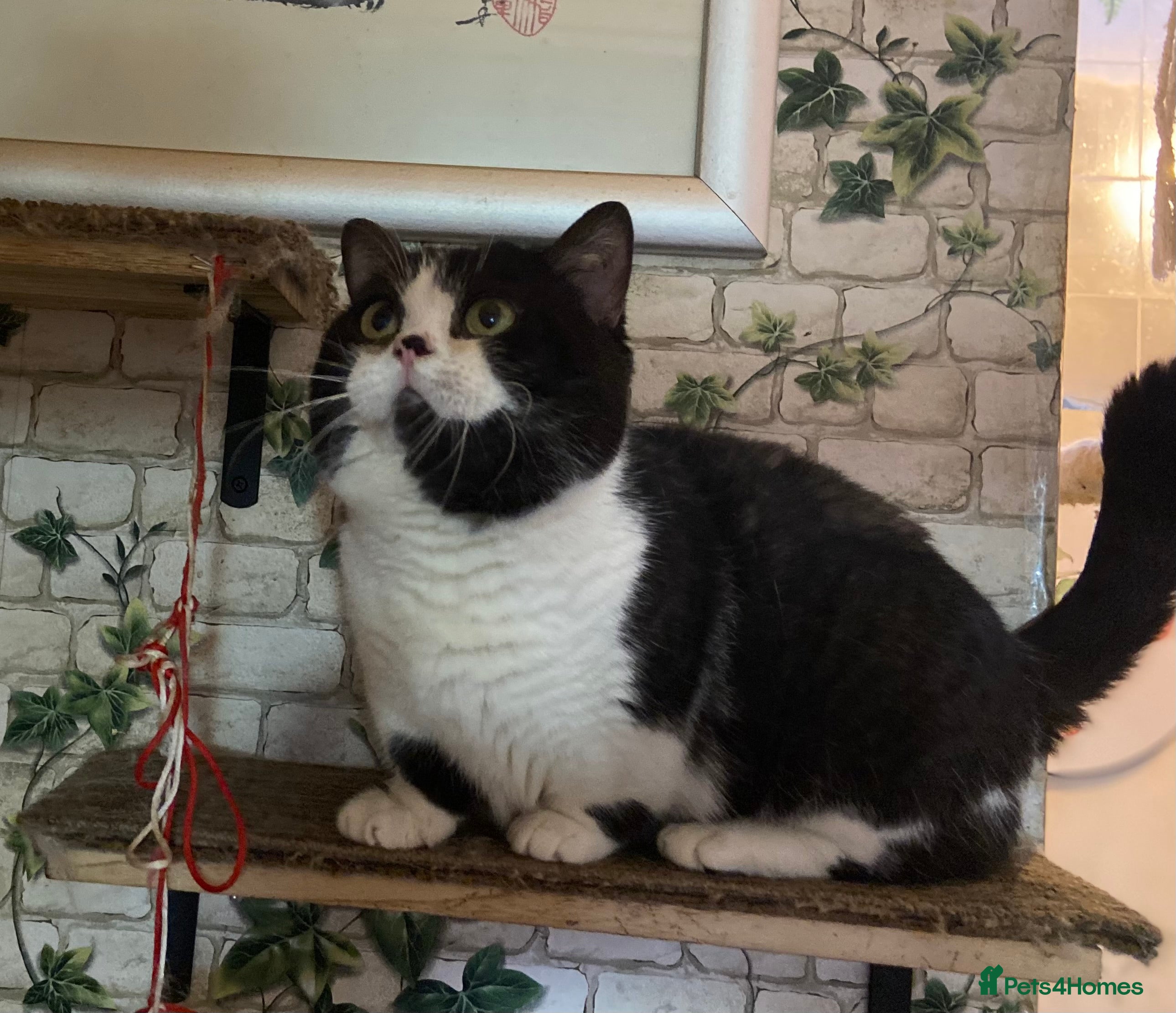 Munchkin cats Call center cat, TICA active registered munchkin - Advert 3